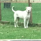Dream Dogos - dogo puppy - Photo 1 - comment #2024865