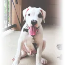 Dream Dogos - dogo puppy - Photo 1 - comment #2161814
