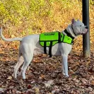 Dream Dogos - dogo puppy - Photo 1 - comment #2274545