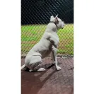 Dream Dogos - dogo puppy - Photo 2 - comment #2274545