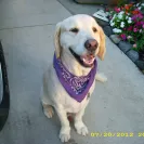 GoldRocks Golden Retrievers - Kimberly Schulz - Photo 1 - comment #1278079