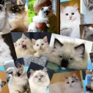Baby Blue Eyes Ragdolls - cat breeder - Photo 1 - comment #2122087