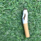 Imperial Tobacco Australia - White ox tobacco - Photo 4 - comment #2119452
