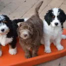Lancaster Puppies - Advertising - Photo 1 - comment #2221041