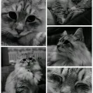Under Polaris Siberians Cattery - Siberian breeder alexandra - Photo 3 - comment #2116890