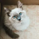 Elle Ragdolls - outrageous misleading pricing for ragdoll kittens - Photo 1 - comment #2044548