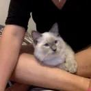 Elle Ragdolls - outrageous misleading pricing for ragdoll kittens - Photo 1 - comment #2046476