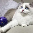 Elle Ragdolls - outrageous misleading pricing for ragdoll kittens - Photo 1 - comment #2046810