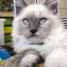 Elle Ragdolls - outrageous misleading pricing for ragdoll kittens - Photo 1 - comment #2046814