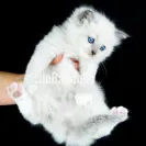 Elle Ragdolls - outrageous misleading pricing for ragdoll kittens - Photo 1 - comment #2122699