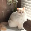 Elle Ragdolls - outrageous misleading pricing for ragdoll kittens - Photo 1 - comment #2552091