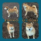 Bamboo and Shibas - unhealthy and poorly raised shibas - do not support this business - Photo 1 - comment #2159886