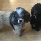 Bremis Poodles - puppy mill backyard breeder - Photo 1 - comment #2052547