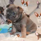 I Spy Frenchies - french bulldog breeder - Photo 1 - comment #2045421