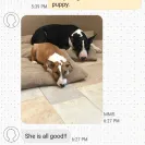 Dino Bull Terriers - unethical breeding practices - Photo 2 - comment #2054098