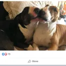 Dino Bull Terriers - unethical breeding practices - Photo 4 - comment #2054098