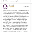 Dino Bull Terriers - unethical breeding practices - Photo 1 - comment #2054124