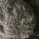 Absolut Pet - dog bed - Photo 1 - comment #2094712