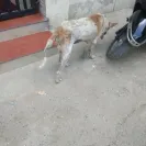 Ahmedabad Municipal Corporation [AMC] - I am complaining about the stray/street dogs - Photo 1 - comment #2056143