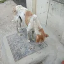 Ahmedabad Municipal Corporation [AMC] - I am complaining about the stray/street dogs - Photo 2 - comment #2056143