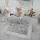 Ahmedabad Municipal Corporation [AMC] - I am complaining about the stray/street dogs - Photo 3 - comment #2056143