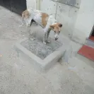 Ahmedabad Municipal Corporation [AMC] - I am complaining about the stray/street dogs - Photo 4 - comment #2056143