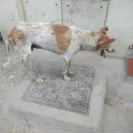 Ahmedabad Municipal Corporation [AMC] - I am complaining about the stray/street dogs - Photo 5 - comment #2056143