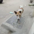 Ahmedabad Municipal Corporation [AMC] - I am complaining about the stray/street dogs - Photo 6 - comment #2056143