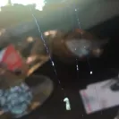 Chipotle Mexican Grill - health hazard food quality - Photo 3 - update #2071452