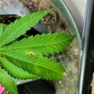 Green Rush Farms - clones - Photo 2 - comment #2234172