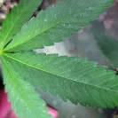 Green Rush Farms - clones - Photo 7 - comment #2234172