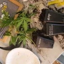 Green Rush Farms - clones - Photo 6 - comment #2234172