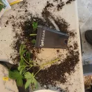 Green Rush Farms - clones - Photo 4 - comment #2234172