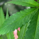 Green Rush Farms - clones - Photo 3 - comment #2234172
