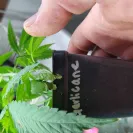 Green Rush Farms - clones - Photo 1 - comment #2234172