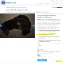 Debbie Shai - dkv sold us a sick puppy and refuse to issue us a refund. they lied, bullied and - Photo 1 - update #2094459