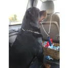 Angel & Liz Gutierrez owners of DKV Rottweiler aka Der Korperkraft Von Rottweilers - dkv sold us a sick puppy and refuse to issue us a refund. they lied, bullied and - Photo 3 - comment #2355753