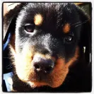Angel & Liz Gutierrez owners of DKV Rottweiler aka Der Korperkraft Von Rottweilers - dkv sold us a sick puppy and refuse to issue us a refund. they lied, bullied and - Photo 8 - comment #2355753