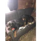 Angel & Liz Gutierrez owners of DKV Rottweiler aka Der Korperkraft Von Rottweilers - dkv sold us a sick puppy and refuse to issue us a refund. they lied, bullied and - Photo 9 - comment #2355753