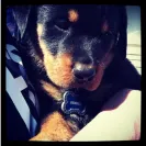 Angel & Liz Gutierrez owners of DKV Rottweiler aka Der Korperkraft Von Rottweilers - dkv sold us a sick puppy and refuse to issue us a refund. they lied, bullied and - Photo 4 - comment #2355753