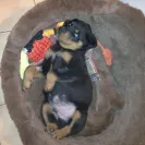 Angel & Liz Gutierrez owners of DKV Rottweiler aka Der Korperkraft Von Rottweilers - dkv sold us a sick puppy and refuse to issue us a refund. they lied, bullied and - Photo 5 - comment #2355753