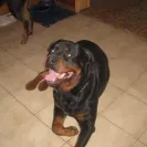 Angel & Liz Gutierrez owners of DKV Rottweiler aka Der Korperkraft Von Rottweilers - dkv sold us a sick puppy and refuse to issue us a refund. they lied, bullied and - Photo 1 - comment #2355753
