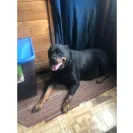 Angel & Liz Gutierrez owners of DKV Rottweiler aka Der Korperkraft Von Rottweilers - dkv sold us a sick puppy and refuse to issue us a refund. they lied, bullied and - Photo 10 - comment #2355753