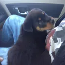Angel & Liz Gutierrez owners of DKV Rottweiler aka Der Korperkraft Von Rottweilers - dkv sold us a sick puppy and refuse to issue us a refund. they lied, bullied and - Photo 6 - comment #2355753