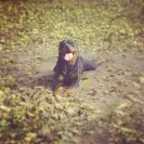 Angel & Liz Gutierrez owners of DKV Rottweiler aka Der Korperkraft Von Rottweilers - dkv sold us a sick puppy and refuse to issue us a refund. they lied, bullied and - Photo 2 - comment #2355753