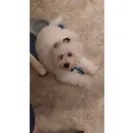 Happytail Puppies - puppy breeder - Photo 2 - comment #2419279