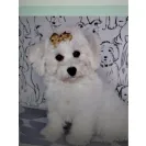Happytail Puppies - puppy breeder - Photo 1 - comment #2419279