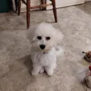 Happytail Puppies - puppy breeder - Photo 1 - comment #2520973