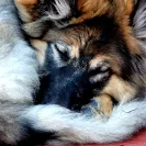 Majestic View Kennels - dog breeder - Photo 1 - comment #2206759