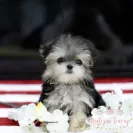 Boutique Teacup Puppies - ashley andersen - Photo 1 - comment #2239181